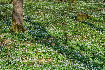 Obraz premium Anemone nemorosa blooming