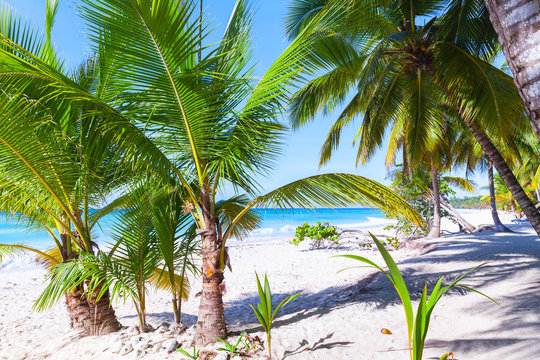 Palms grow on beach. Caribbean Sea