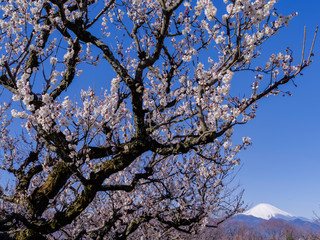 梅と富士山