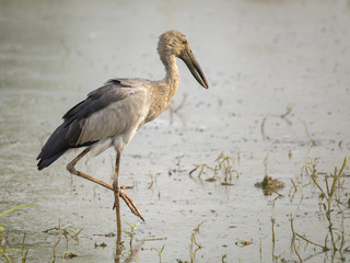 Image of Asian openbill stork on natural background. Wild Animals.
