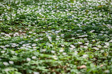 Anemone nemorosa blooming