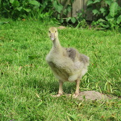 Small geese and ducks living in the wild