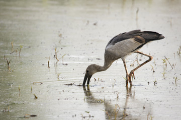 Image of Asian openbill stork on natural background. Wild Animals.