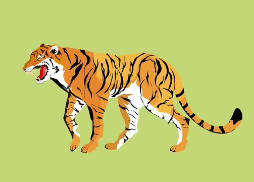 Vector tiger isoalated illustration.