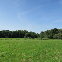 landscape in summer