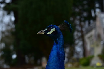 Obraz premium Peacock