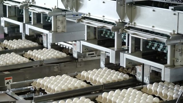 Packing eggs in trays at a poultry farm. Transporter. Conveyor.