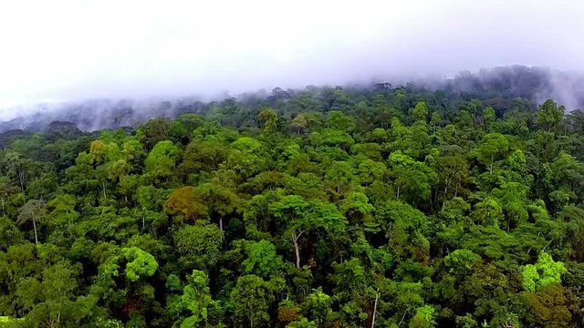 Flying over the rainforest. Jungle Equatorial Africa. Aerial shooting
