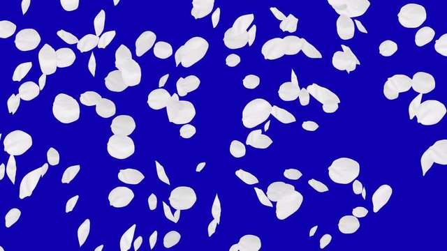 4K Falling Cherry Petals