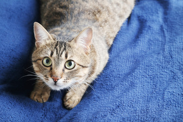 Beautiful cat lying on the blue plaid