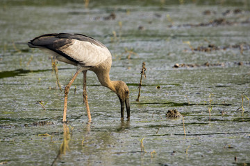 Image of Asian openbill stork on natural background. Wild Animals.