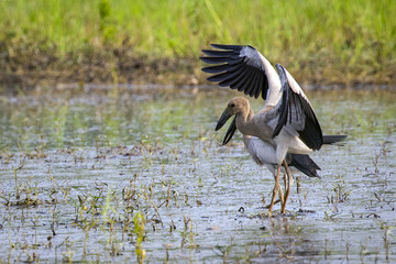 Image of Asian openbill stork on natural background. Wild Animals.
