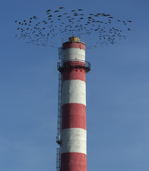 A flock of black birds flies around an industrial pipe