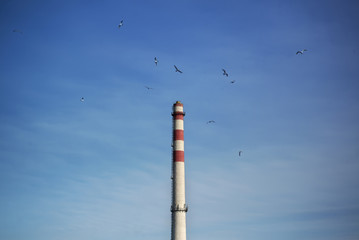 A flock of birds flies near an industrial pipe