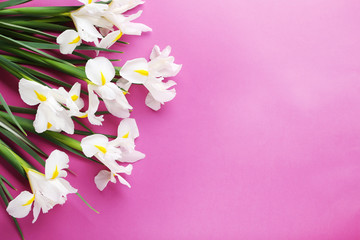 White iris flowers on pink background