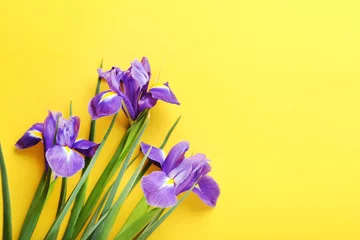Papier Peint photo Lavable Iris Fleurs d& 39 iris violet sur fond jaune