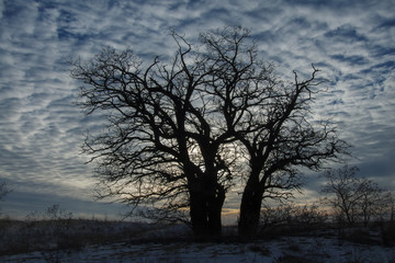 Fototapeta na wymiar Trees on a hill on a cloudy evening