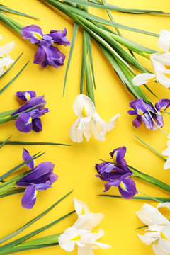 Purple and white iris flowers on yellow background