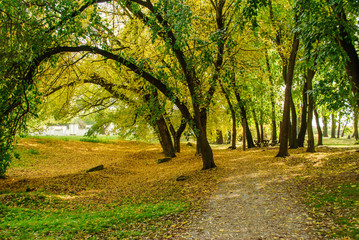 The autumn park near the town, with yellow fallen leaves and bare branches of trees