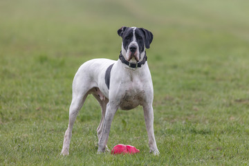 dogge mit spielzeug