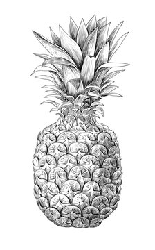 Pineapple fruit on white background. Element for design.