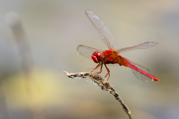 mage of dragonfly perched on a tree branch on nature background. Insect Animals.