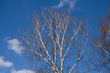 Fototapeta na wymiar Birch On Blue Sky