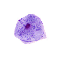 Blue epithelial cell on white background.