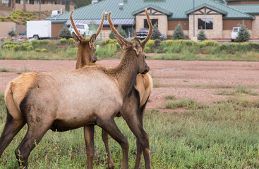 Close up two young deers,Yellowstone national park,WY,USA  