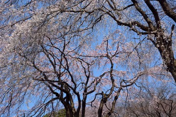 Japanese weeping cherry blossoms under blue sky
