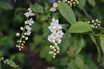 spring macro leaf and flower of new life