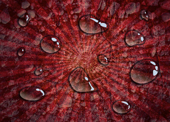 Transparent water drops on red background. Concrete Wall Textured Backdrop Surface. Sun Rays