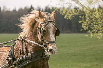 Mooi portret van een lichtbruin paard © photoPepp