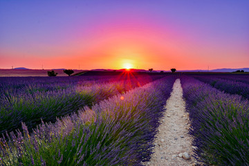 Fototapeta na wymiar scented lavender fields in bloom in southern france