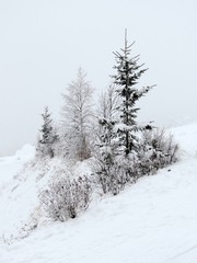 Obraz premium Auvergne-Rhone-Alpes - Savoie - Sapins dans la neige