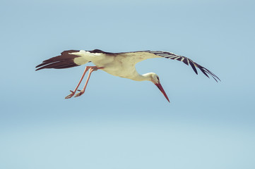 Cigogne en train de voler