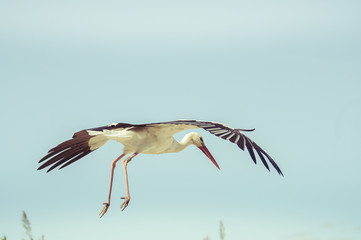 Cigogne en vol