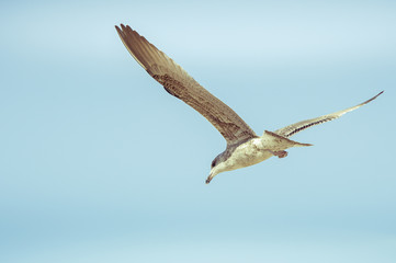 Obraz premium Mouette en plein vol