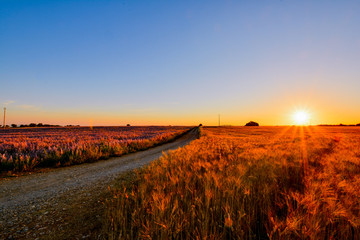 panorama of lavender of Provence in France