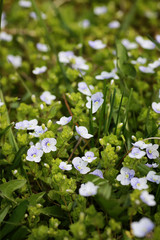 wild spring flower in a field