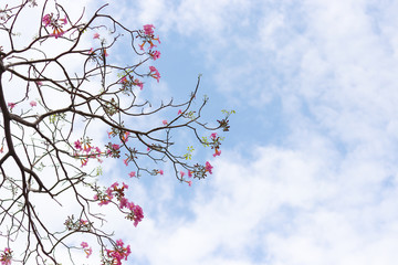 Tabebuia rosea pink flower and blue sky background