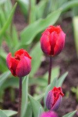 tulpen