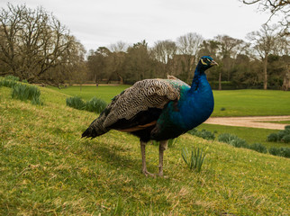 Peacock