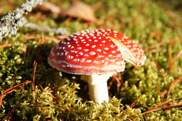 Amanita in sunny weather in autumn