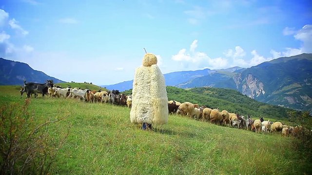 Shepherd with his flock of sheep