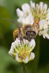 Working Bee