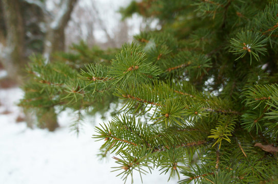 Fototapeta Branch of christmas or spruce tree in snowy forest