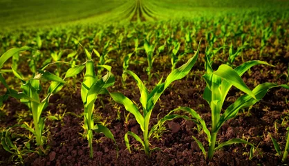 Crédence de cuisine en verre imprimé Campagne Champ de maïs avec de jeunes plantes sur un sol fertile, un gros plan avec un vert vif sur brun foncé