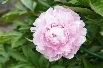 Pink peony flower head in garden with green