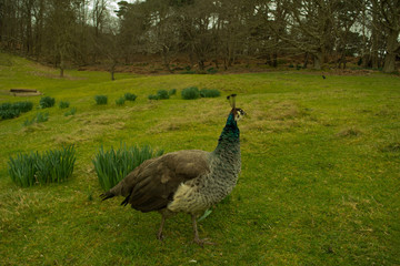 Peacock, Peahen